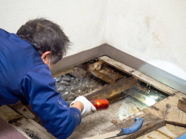 Best Commercial Mold Removal  in Ironton, MO