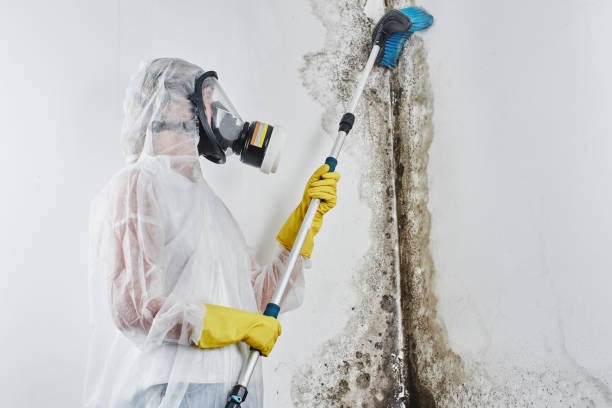 Best Mold Damage Repair  in Ironton, MO