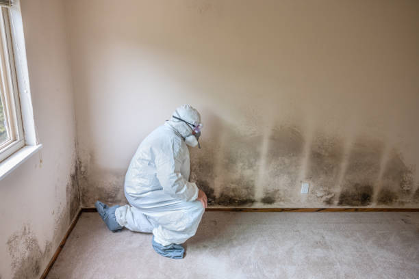 Best Mold Remediation Experts  in Ironton, MO