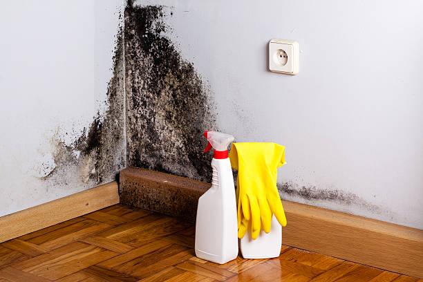 Mold Testing and Removal in Ironton, MO